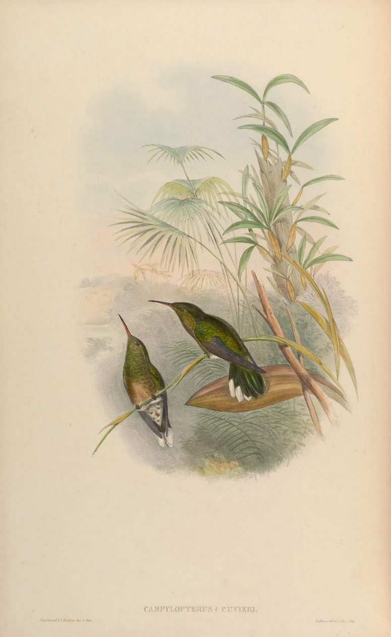 Campylopterus cuvierii = Phaeochroa cuvierii maculicauda de John Gould