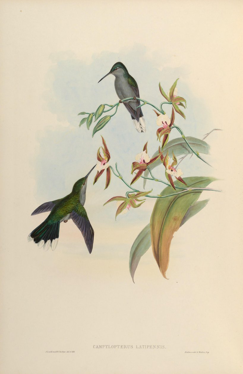 Campylopterus latipennis = Campylopterus largipennis de John Gould