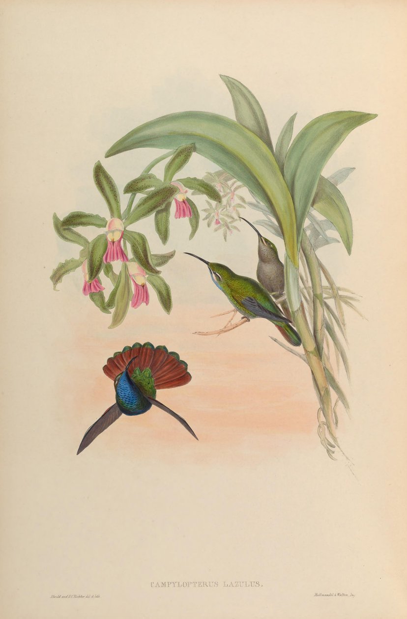 Campylopterus lazulus = Campylopterus falcatus de John Gould