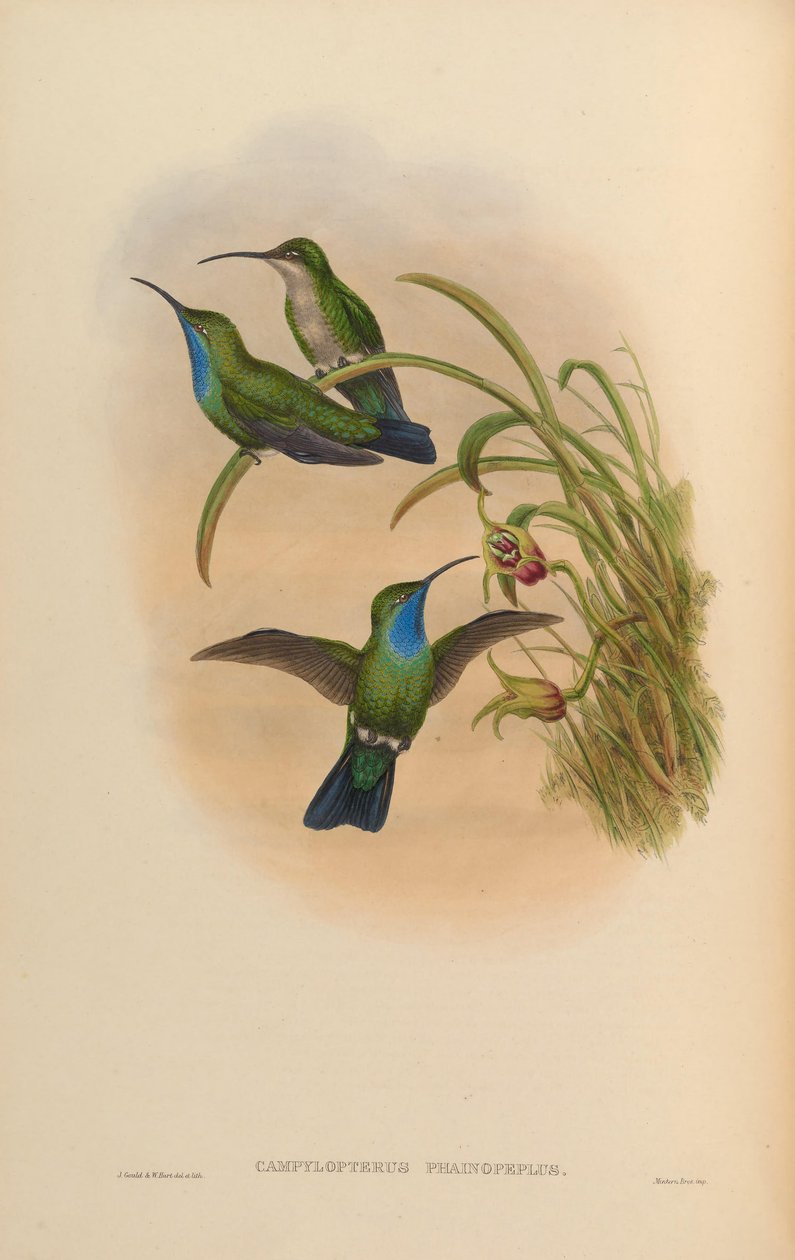 Campylopterus phainopeplus de John Gould