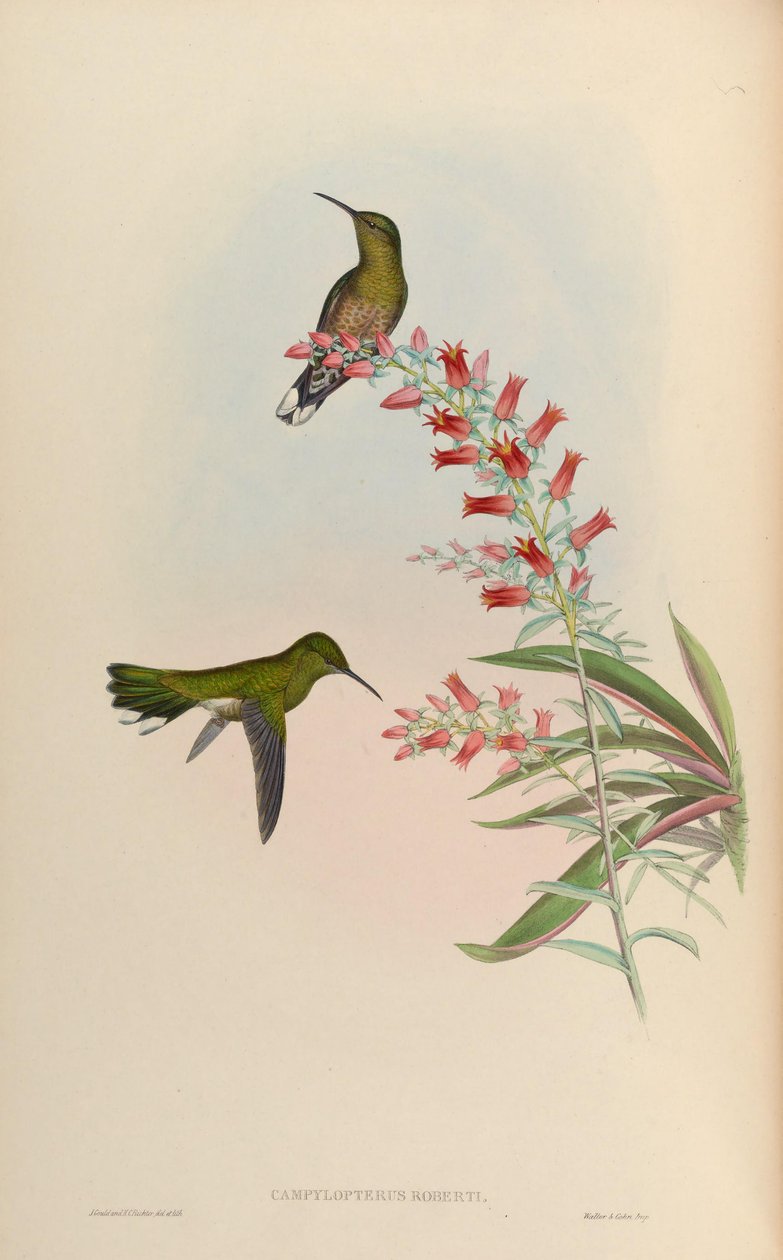 Campylopterus Robert = Phaeochroa cuvierii Robert! de John Gould