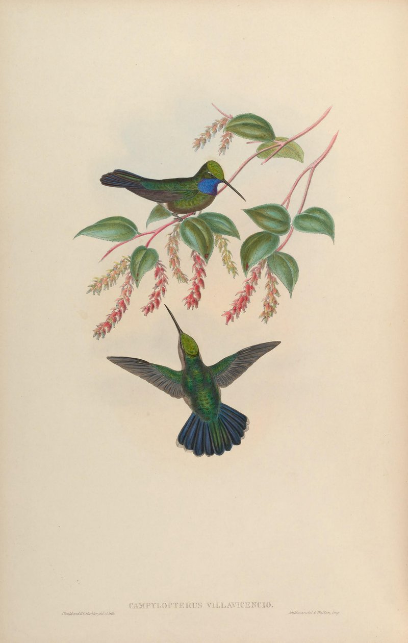Villaviscensio de Campylopterus de John Gould