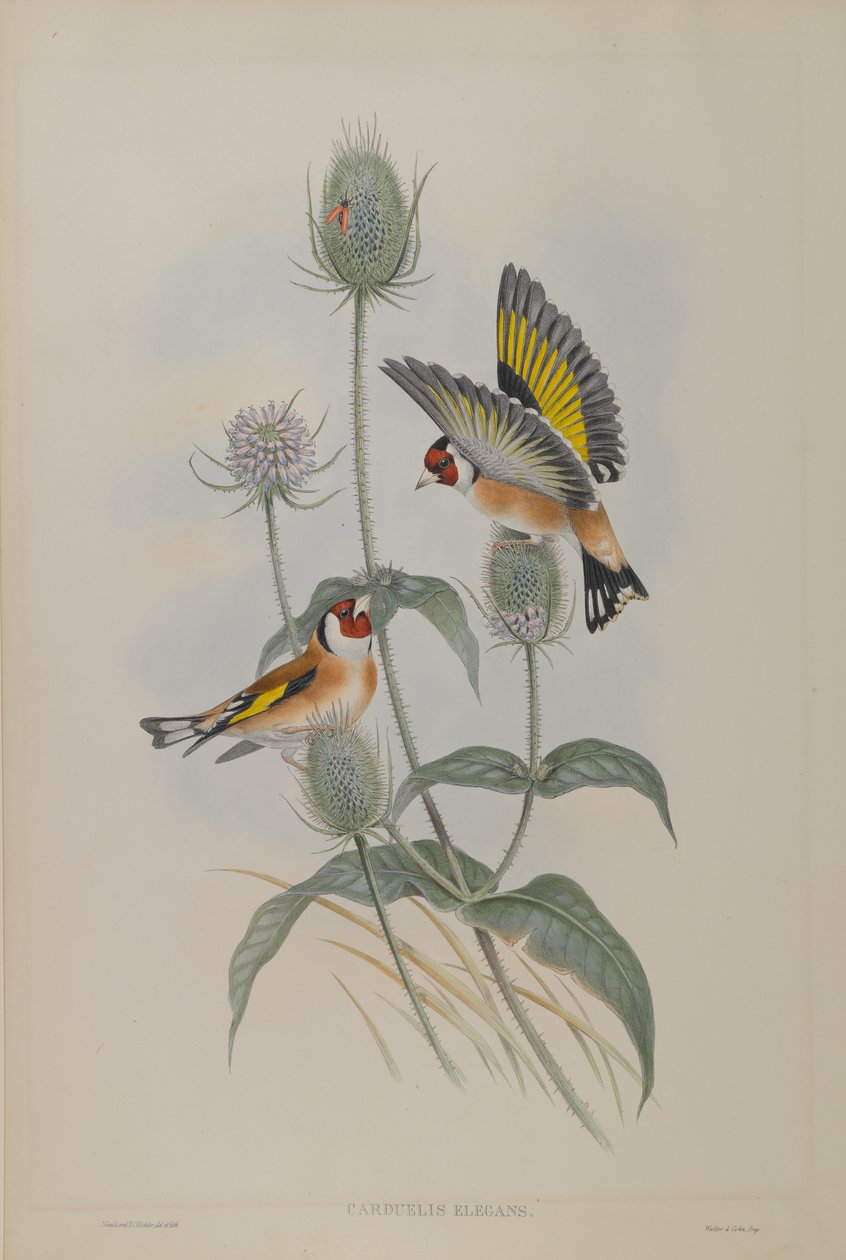 Carduelis Elegans - Pintassilgo de John Gould