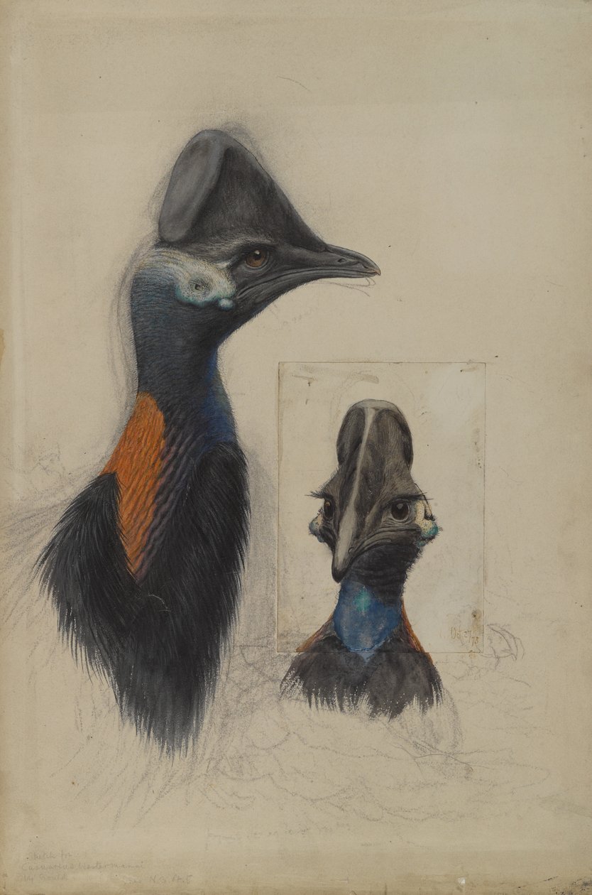 Casuarius Westerman, 1873 de John Gould