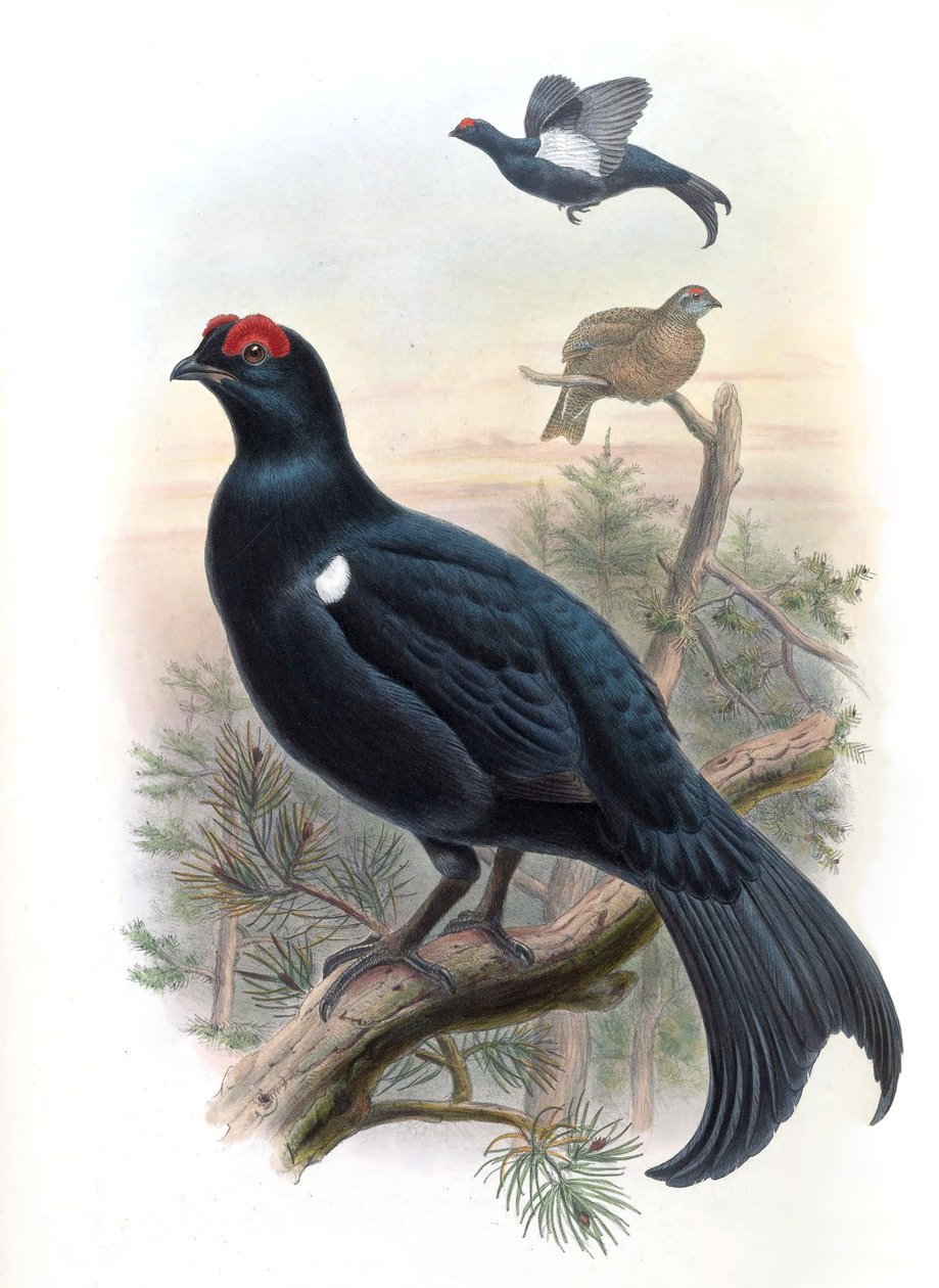 Grouse Lyrurus mlokosiewiczi (syn. Tetrao mlokosiewiczi) de John Gould
