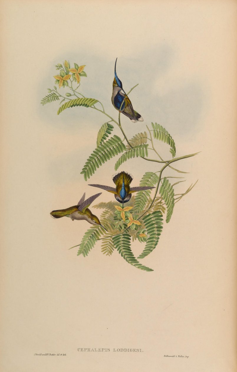 Cephalepis loddigesi = Stephanoxis lalandi loddigesii de John Gould