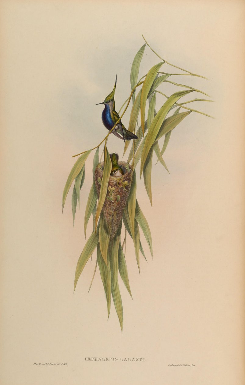 Cephallepis delalandii = Stephanoxis lalandi lalandi de John Gould