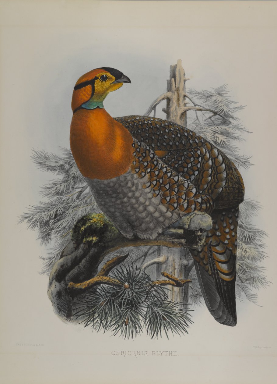 Ceriornis Blythii: Blyths Trazapan de John Gould