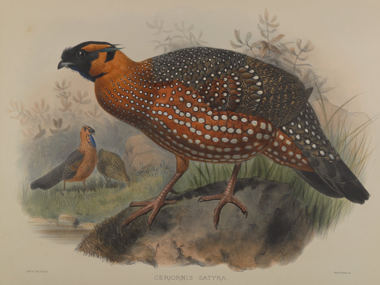 Sátira Ceriornis de John Gould