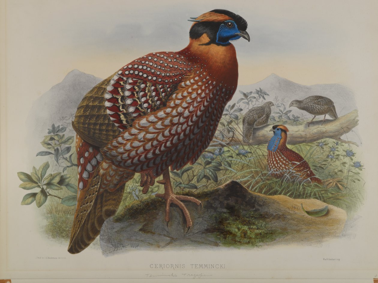 Ceriornis Temminkii: Temmincks Trazapan de John Gould