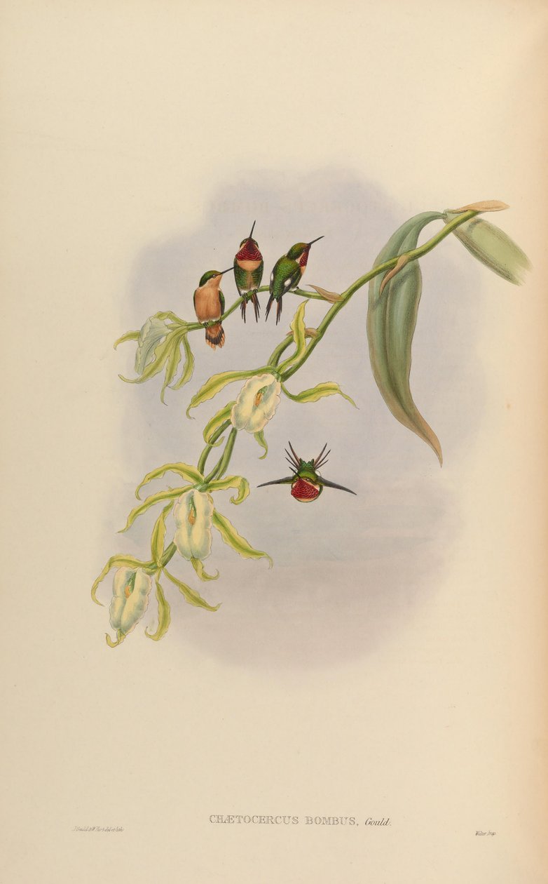 Chaetocercus bombus de John Gould
