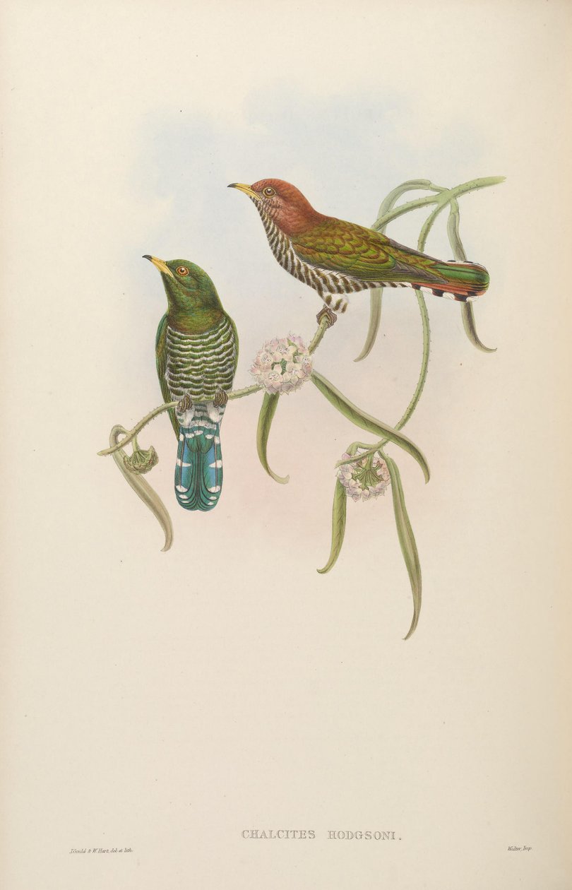 Hodgson = Scythrops manchado chalcites de John Gould