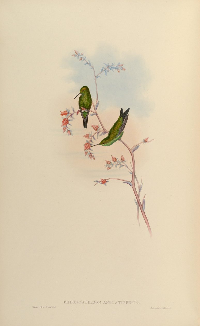 Chlorostilbon angustipennis = Chlorostilbon gibson de John Gould