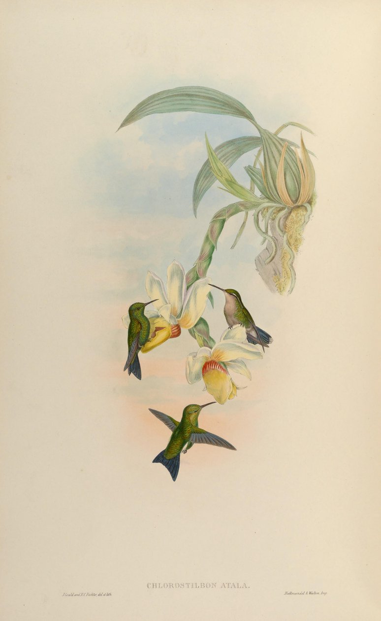 Chlorostilbon atala = Chlorostilbon mellisugus mellisugus de John Gould