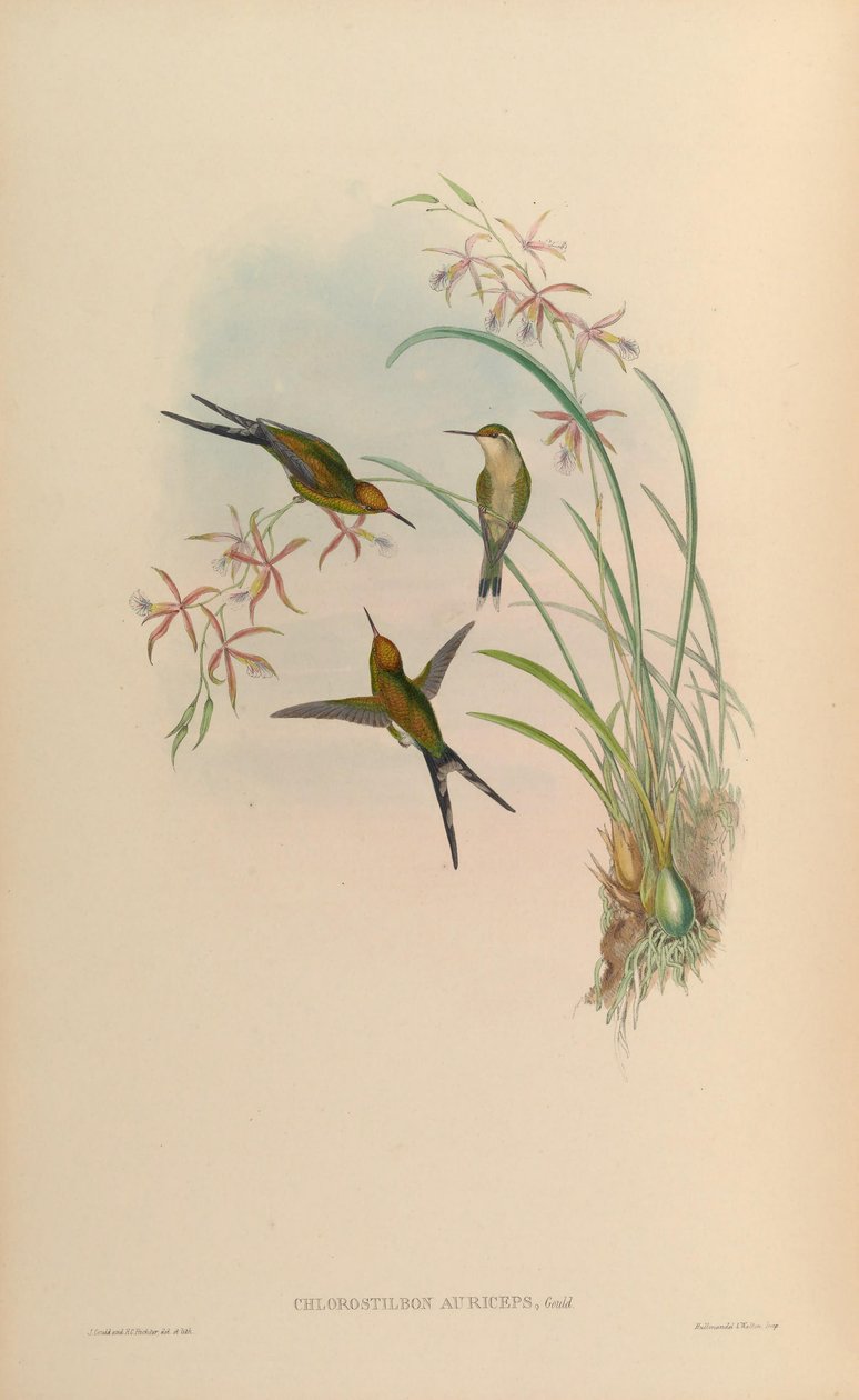 Chlorostilbon auriceps = auriceps de Chlorostilbon de John Gould