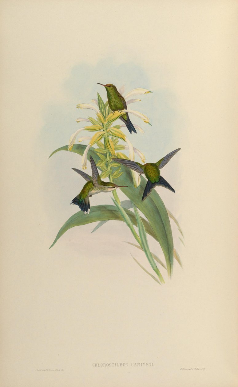 Chlorostilbon canivetii de John Gould