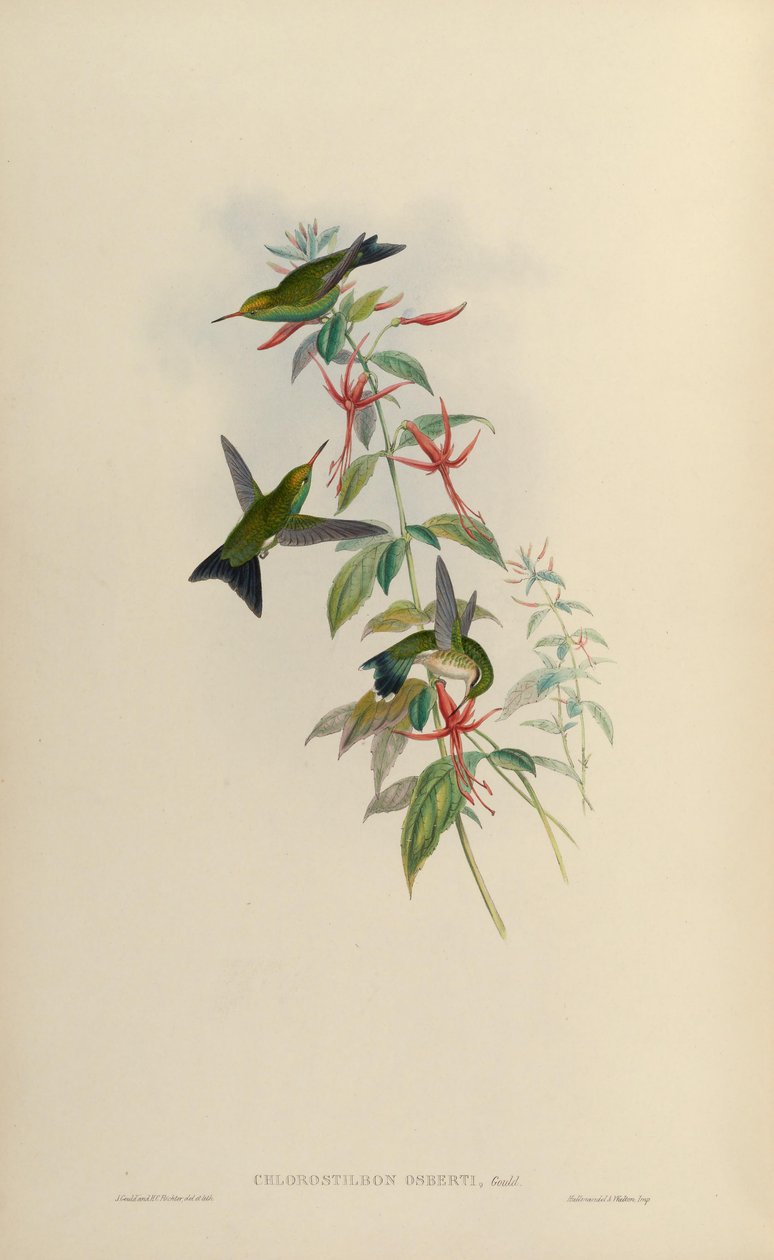 Chlorostilbon osberti = Chlorostilbon canivettii osberti de John Gould