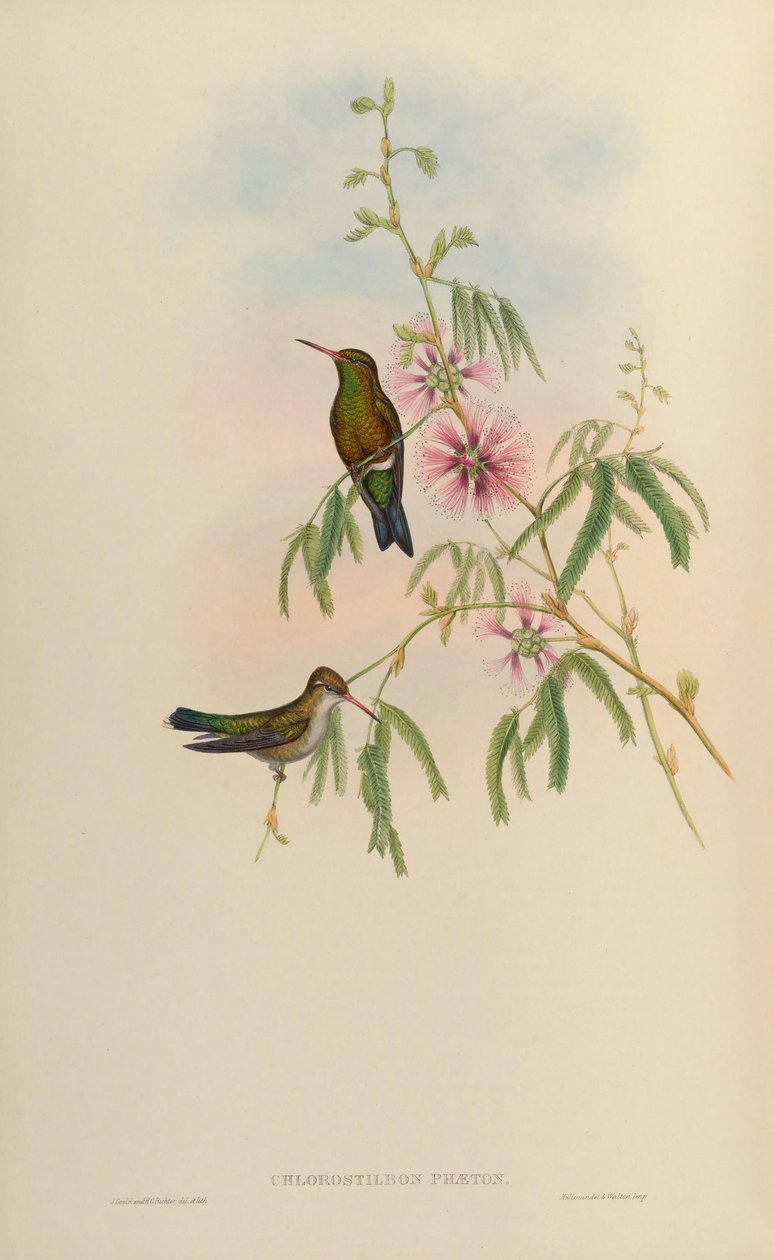 Chlorostilbon phaethon = Chlorostilbon aureoventris = Chlorostilbon lucidus de John Gould