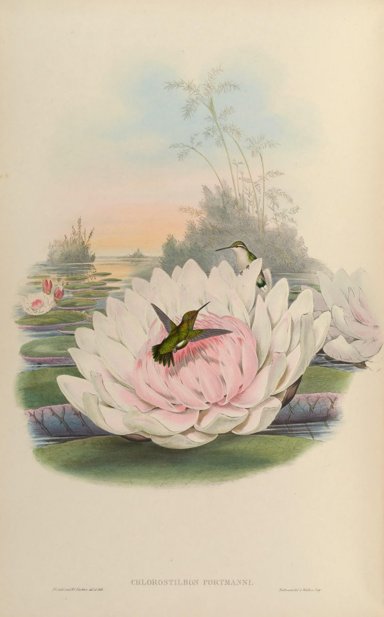 Chlorostilbon poortmani de John Gould