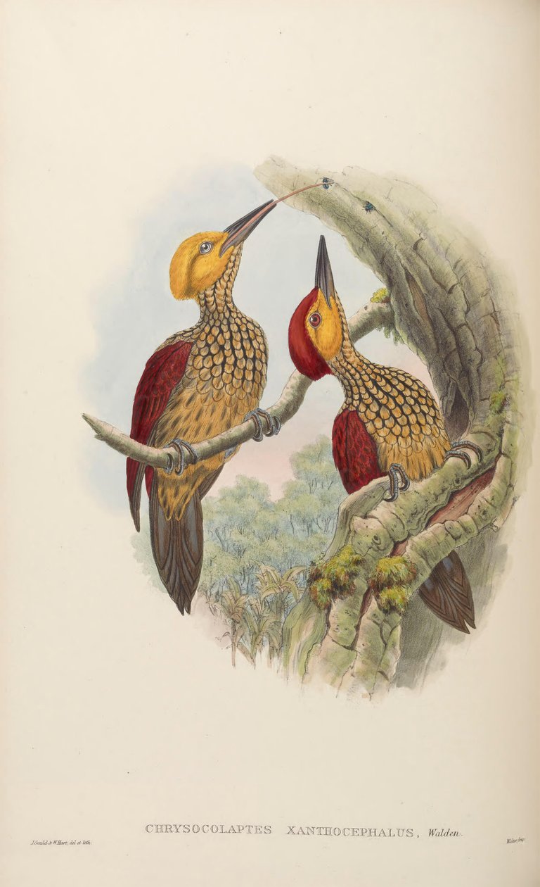 Chrysocolaptes xanthocephalus de John Gould