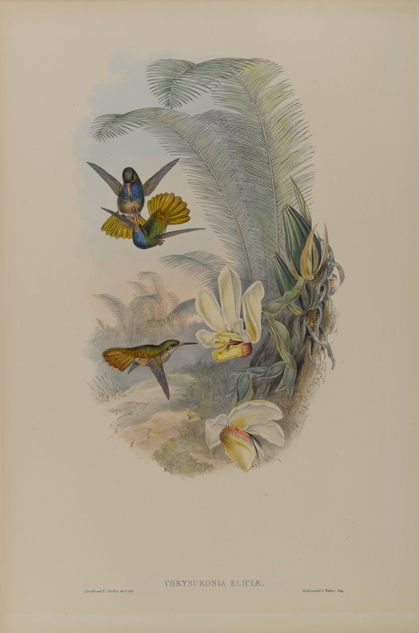 Chrysuronia Eliciae: cauda dourada Elicias de John Gould