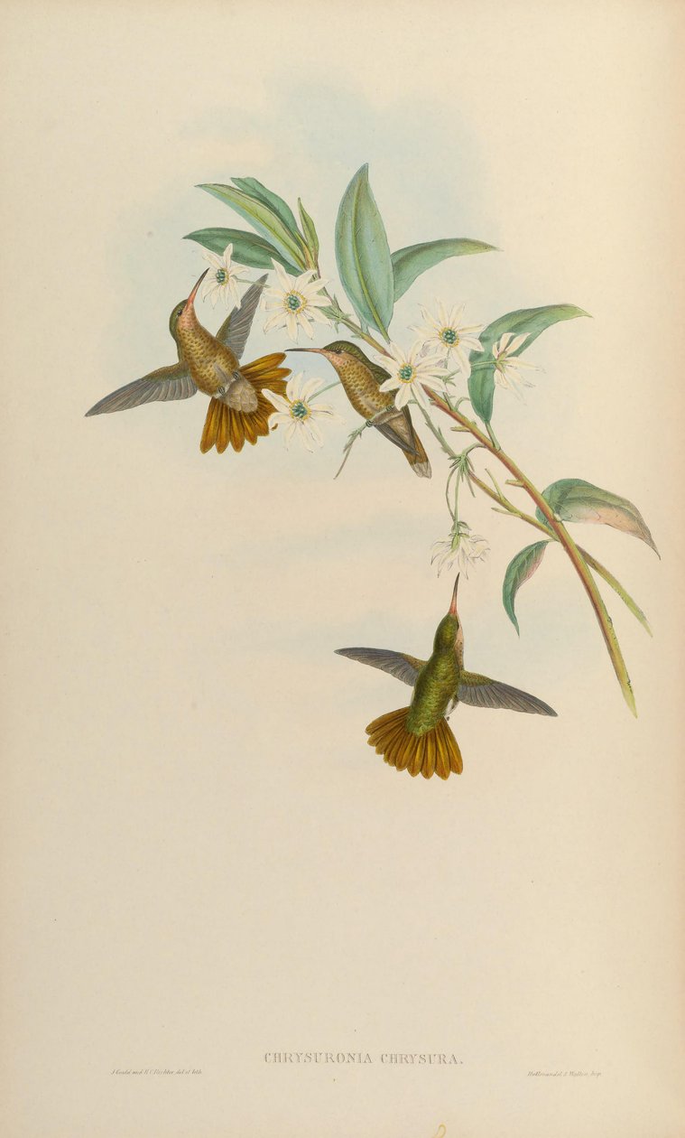 Chrysuronia Chrysura = Hylocharis chrysura de John Gould