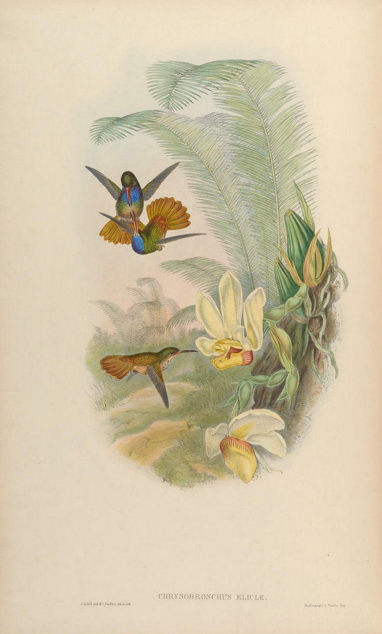 Chrysuronia eliciae = BCS eliciae de John Gould