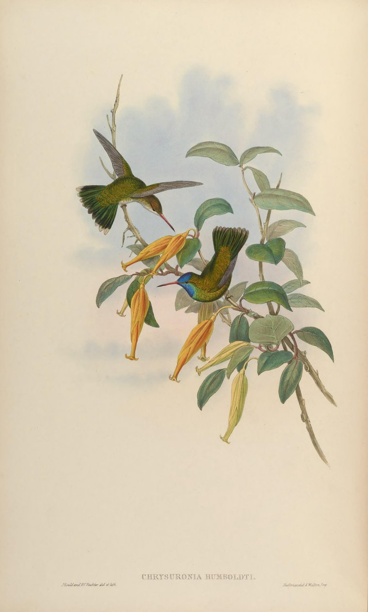Chrysuronia humboldti = Hylocharis humboldti de John Gould