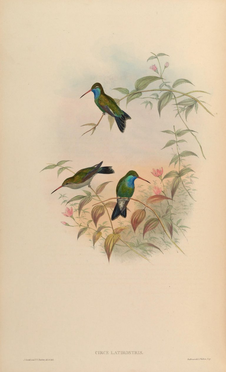 Circe latirostris = Cynanthus latirostris de John Gould