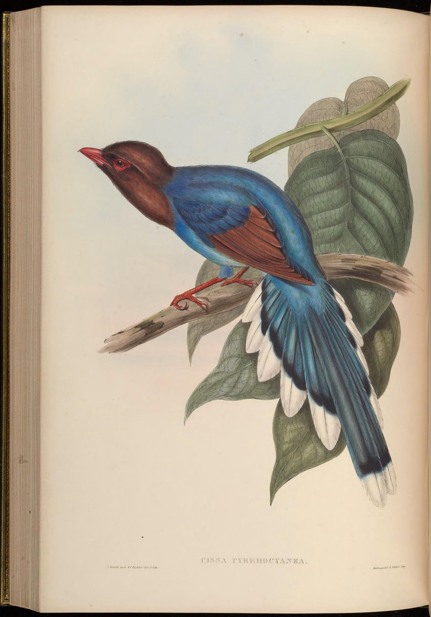 Cissa pyrrhocyanea = Urocissa ornata de John Gould