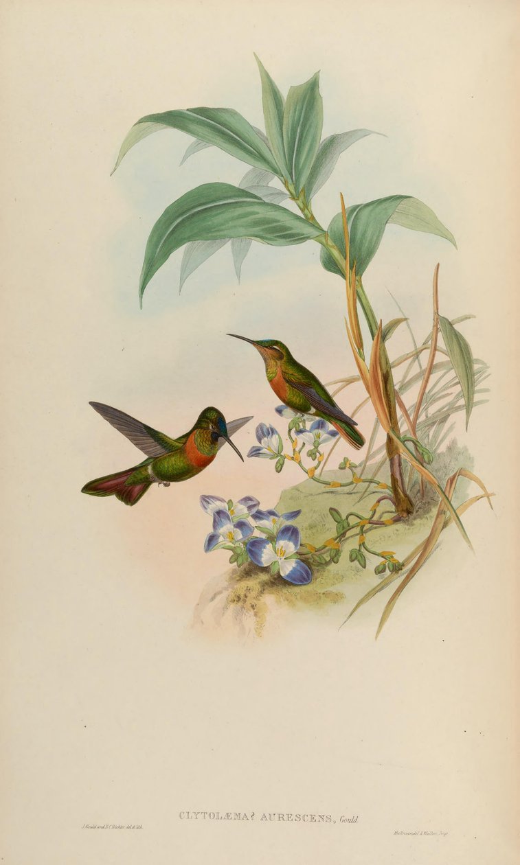 Clytolaema aurescens = Polyplancta aurescens de John Gould