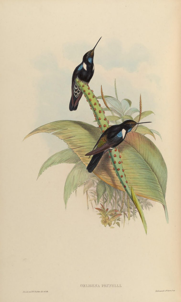 Coeligena orgulhosa de John Gould