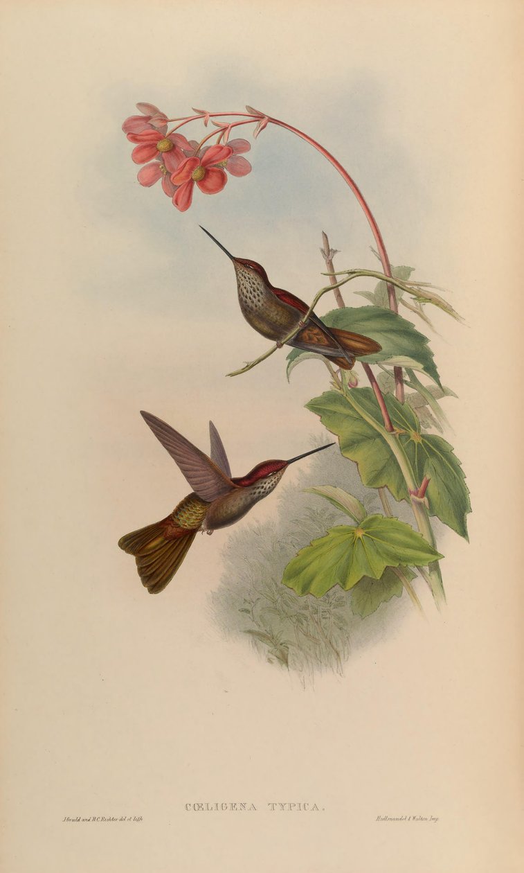 Coeligena typica = Coeligena coeligena de John Gould