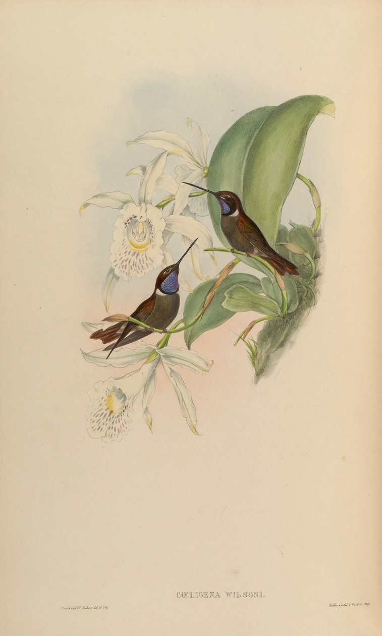 Coeligena wilson de John Gould