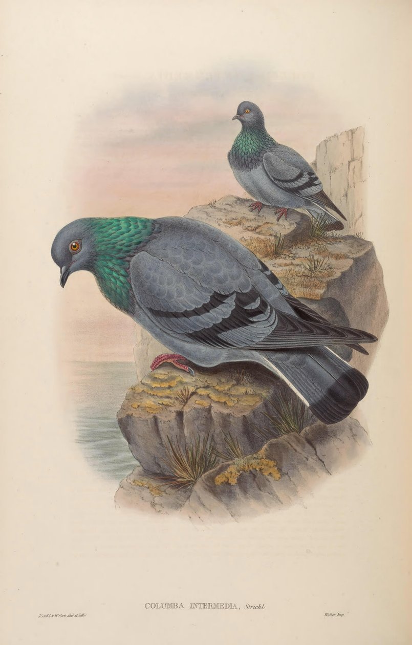 Columba intermedia = Columba livia intermedia de John Gould