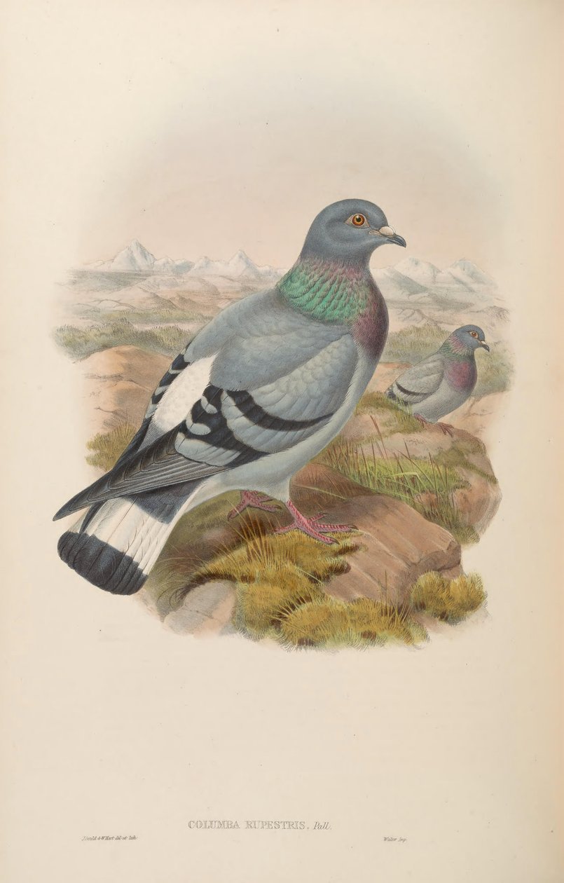 Columba rupestris de John Gould