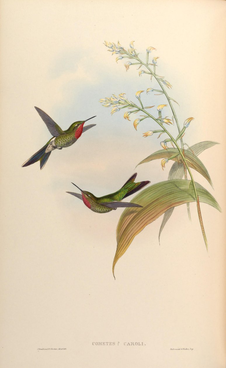 Charles Charles cometa = Polyonomus de John Gould