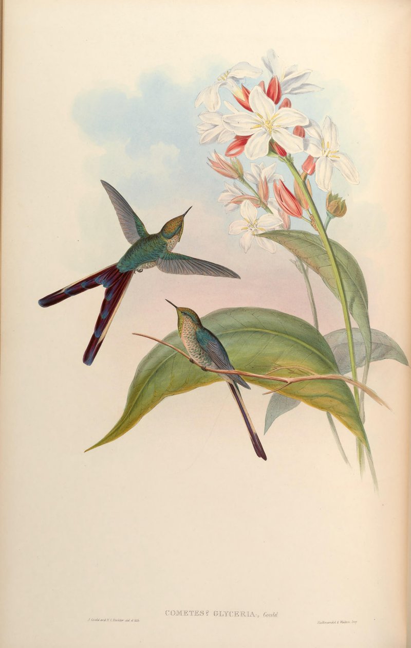 Um glyceriae cometa lésbica Victor X = ramphomicron microrhynchum de John Gould
