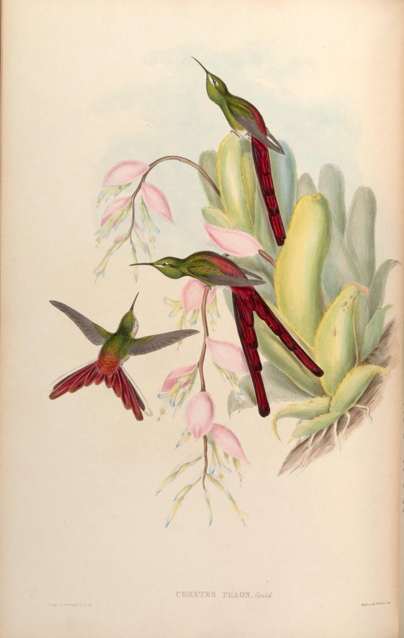 Cometas phaon = Sappho sparganura de John Gould