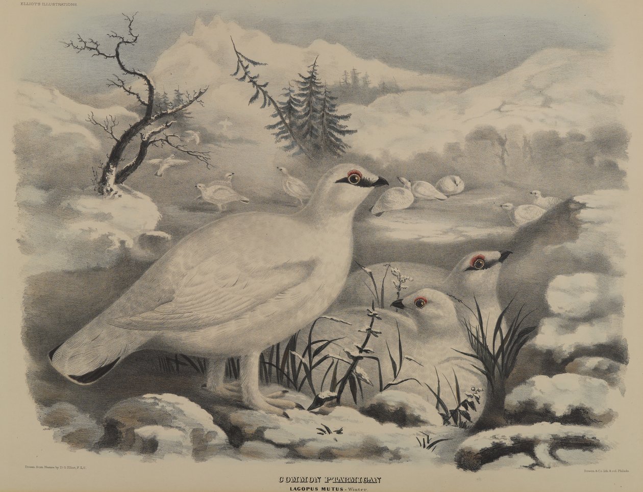 Lagópode Comum de John Gould