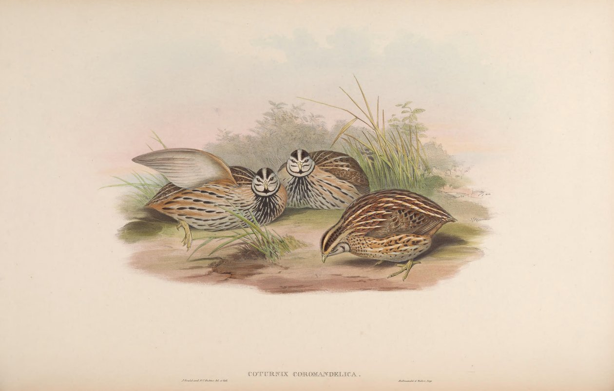 Coturnix coromandelica de John Gould