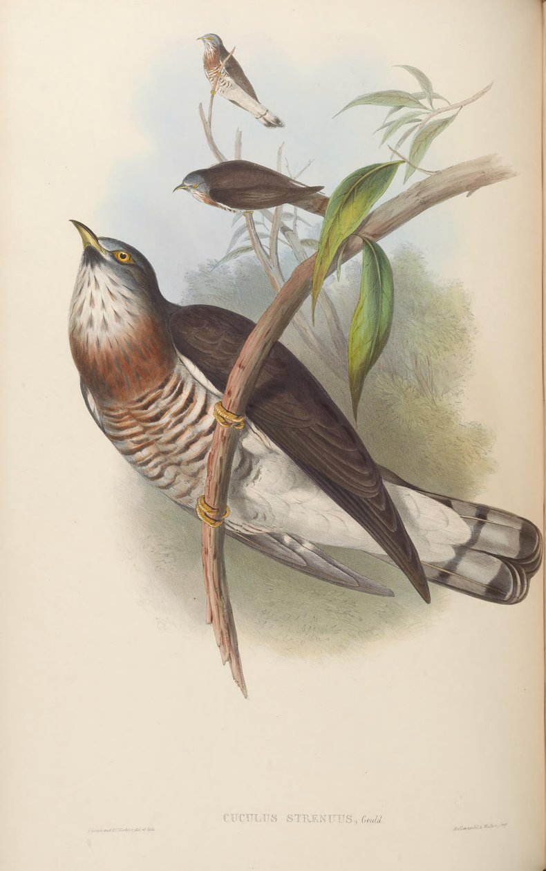 vigorosas = sparverioides Hierococcyx orientais de John Gould