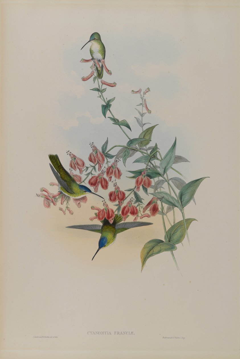 Cyanomyia France, France Azure-Coroa de John Gould