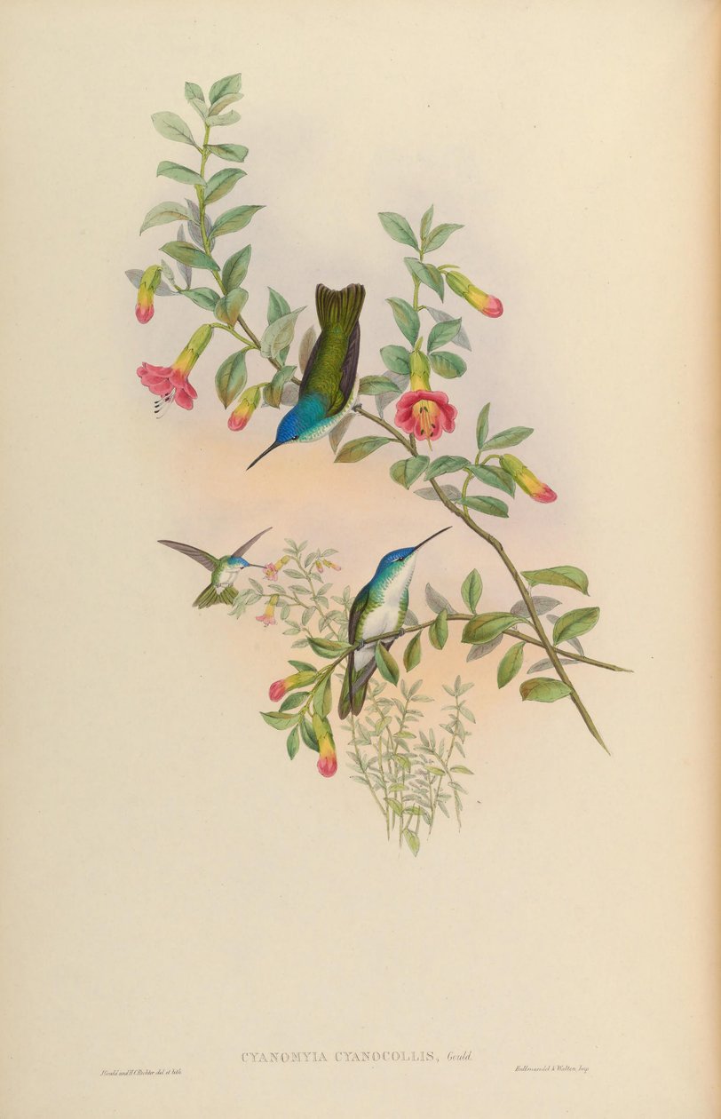 Cyanomyia cyanicollis = Amazilia franciae cyanicollis de John Gould
