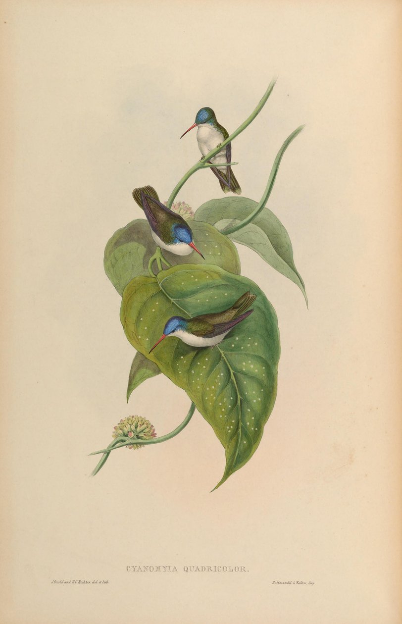 Cyanomyia quadricolor = Amazilia violiceps de John Gould