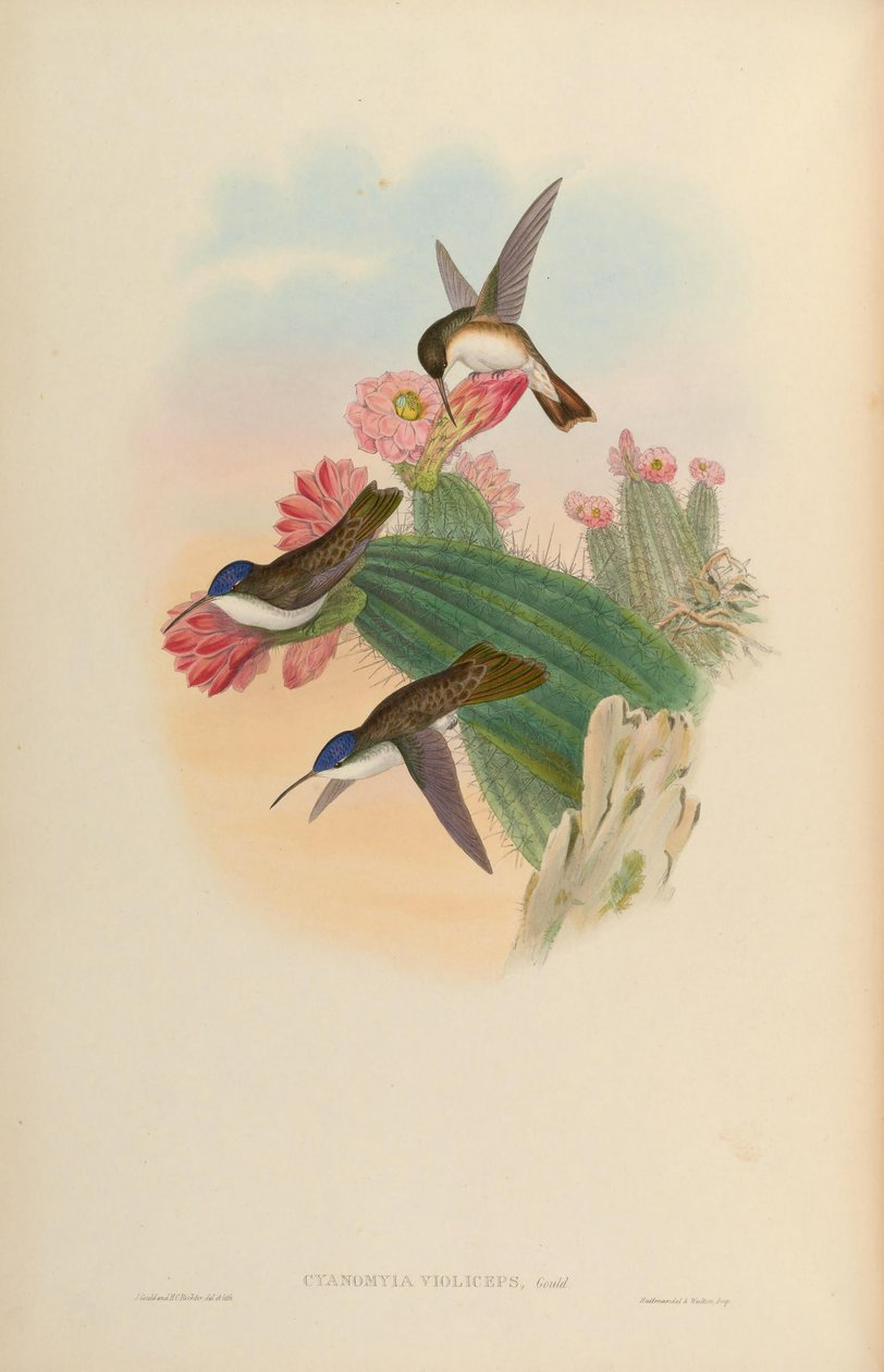 Cyanomyia violiceps = Amazilia violiceps de John Gould