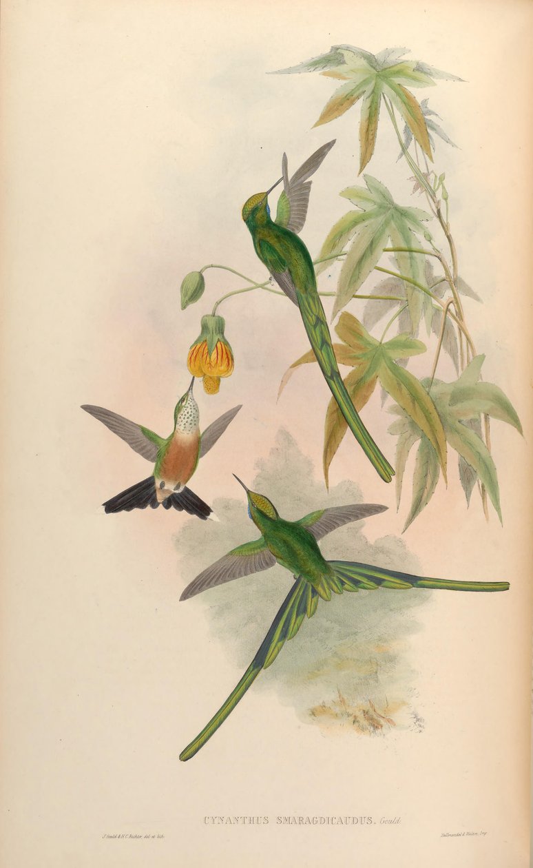 Cynanthus smaragdicaudus = Aglaiocercus kingi smaragdinus de John Gould