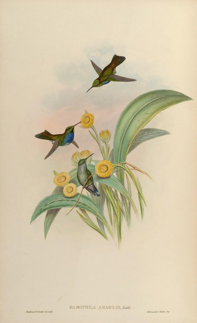 Damophila amável amável = Amaxilia de John Gould
