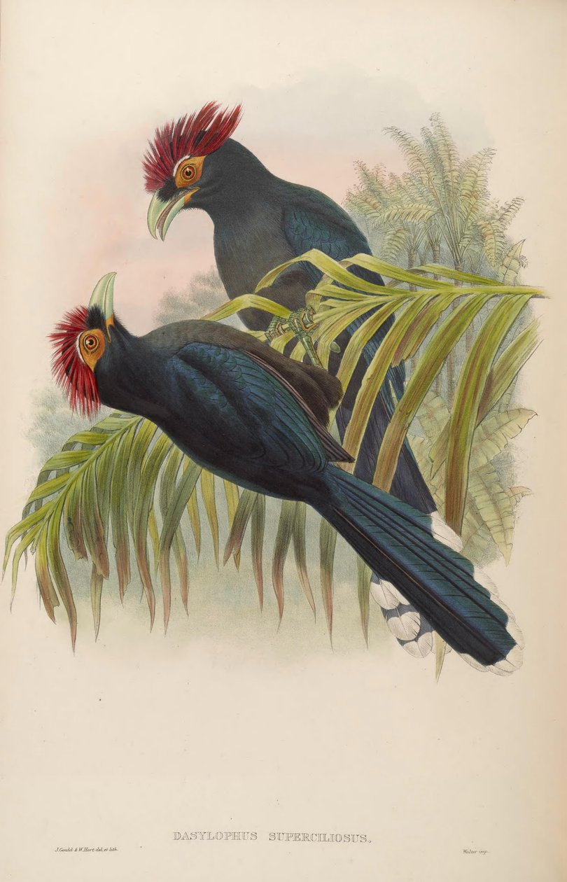 Dasylophus superciliosus de John Gould