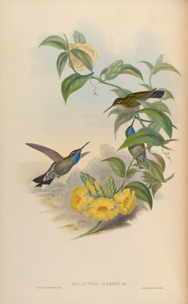 Delattria clemenciae = Lampornis clemenciae de John Gould